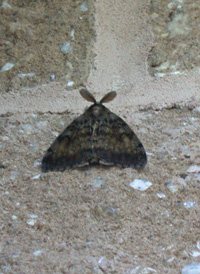 Gypsy Moth Gypsy Moth